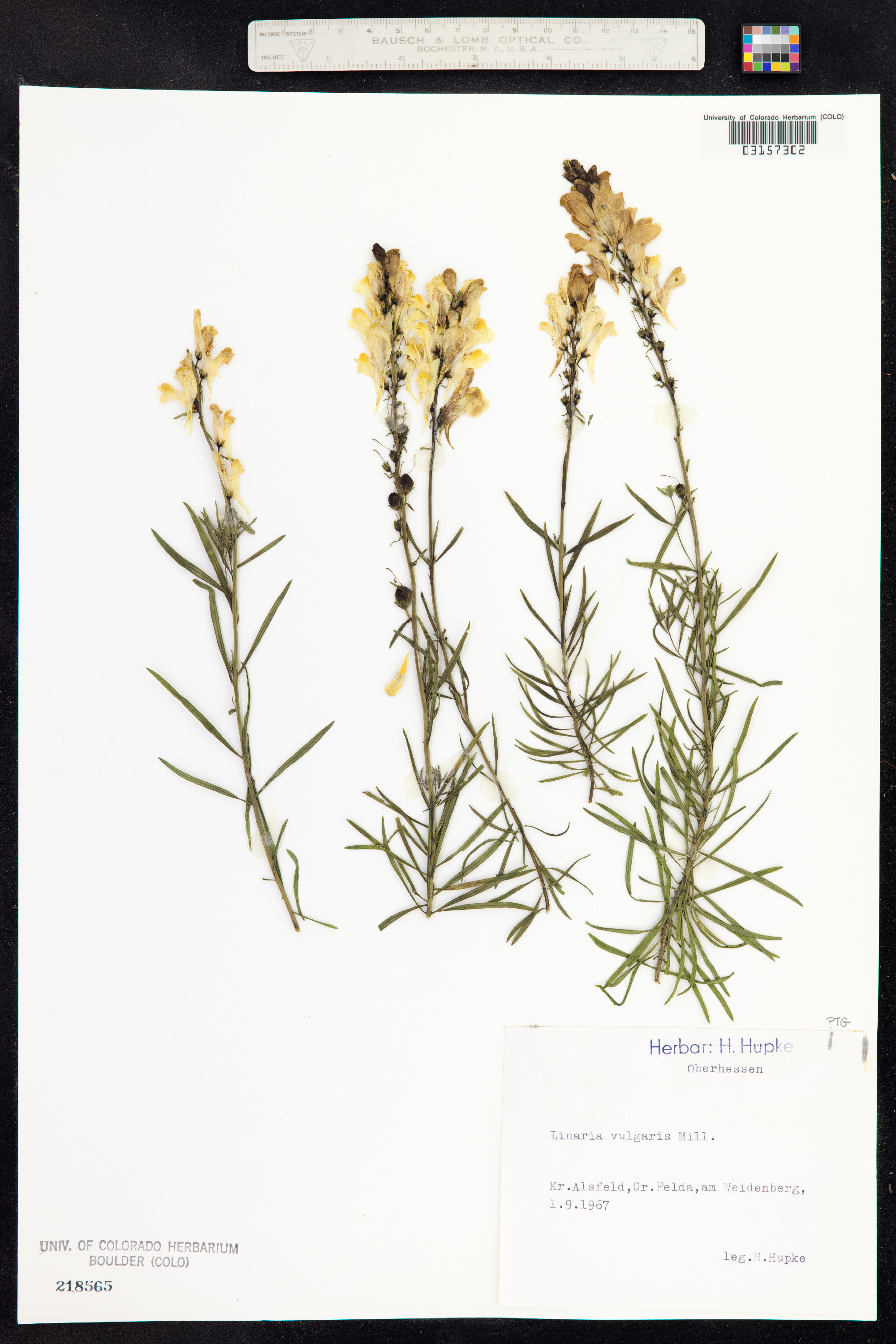 Linaria vulgaris image
