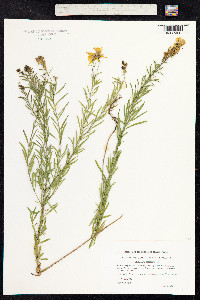Linaria vulgaris image