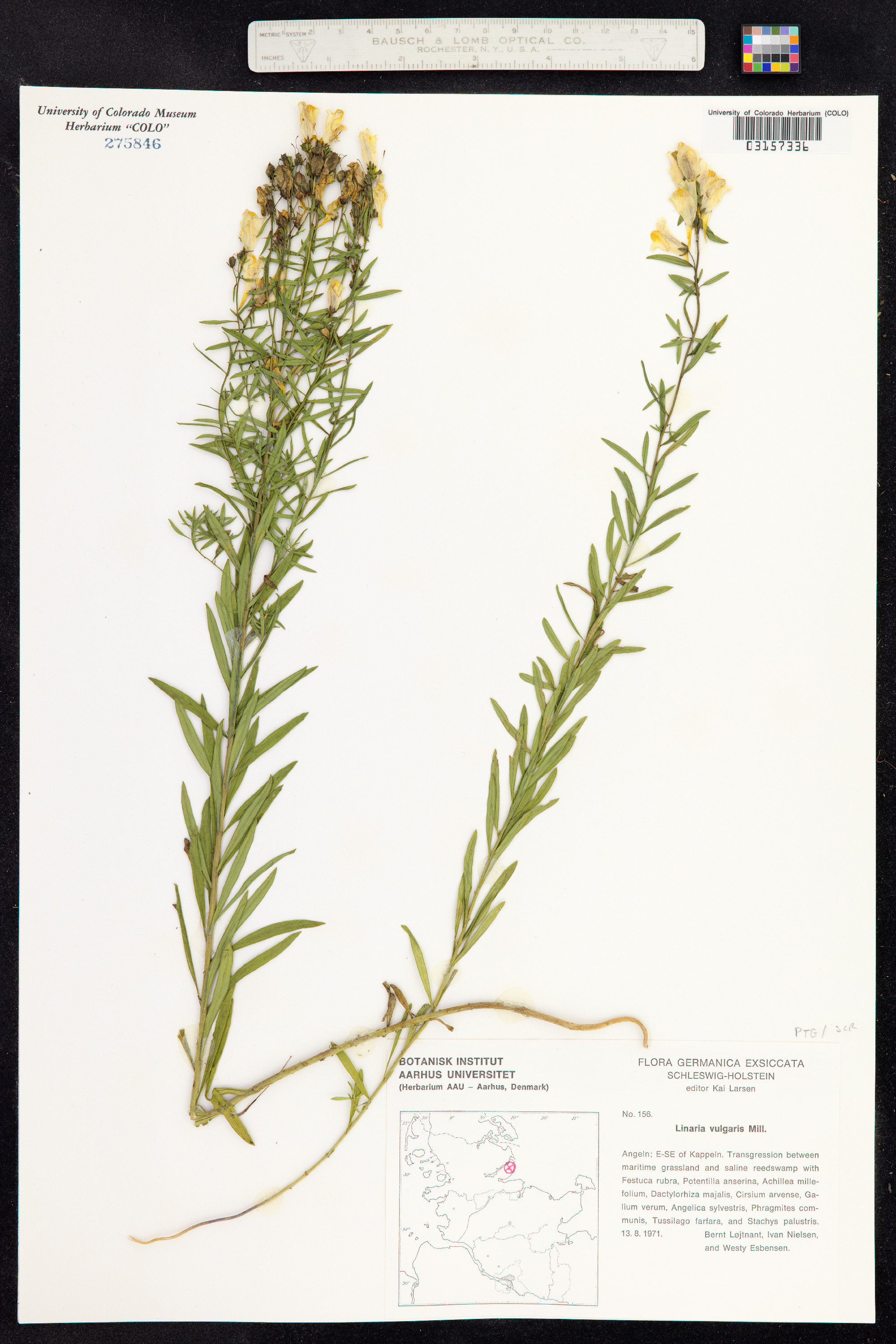 Linaria vulgaris image
