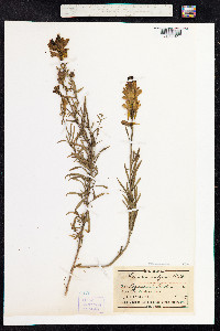 Linaria vulgaris image