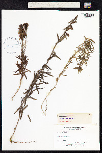 Linaria vulgaris image