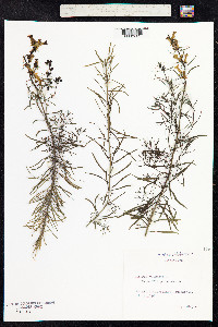 Linaria vulgaris image