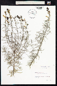 Linaria vulgaris image