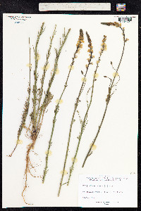 Linaria repens image