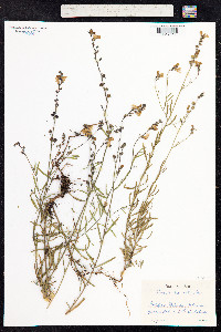 Linaria repens image