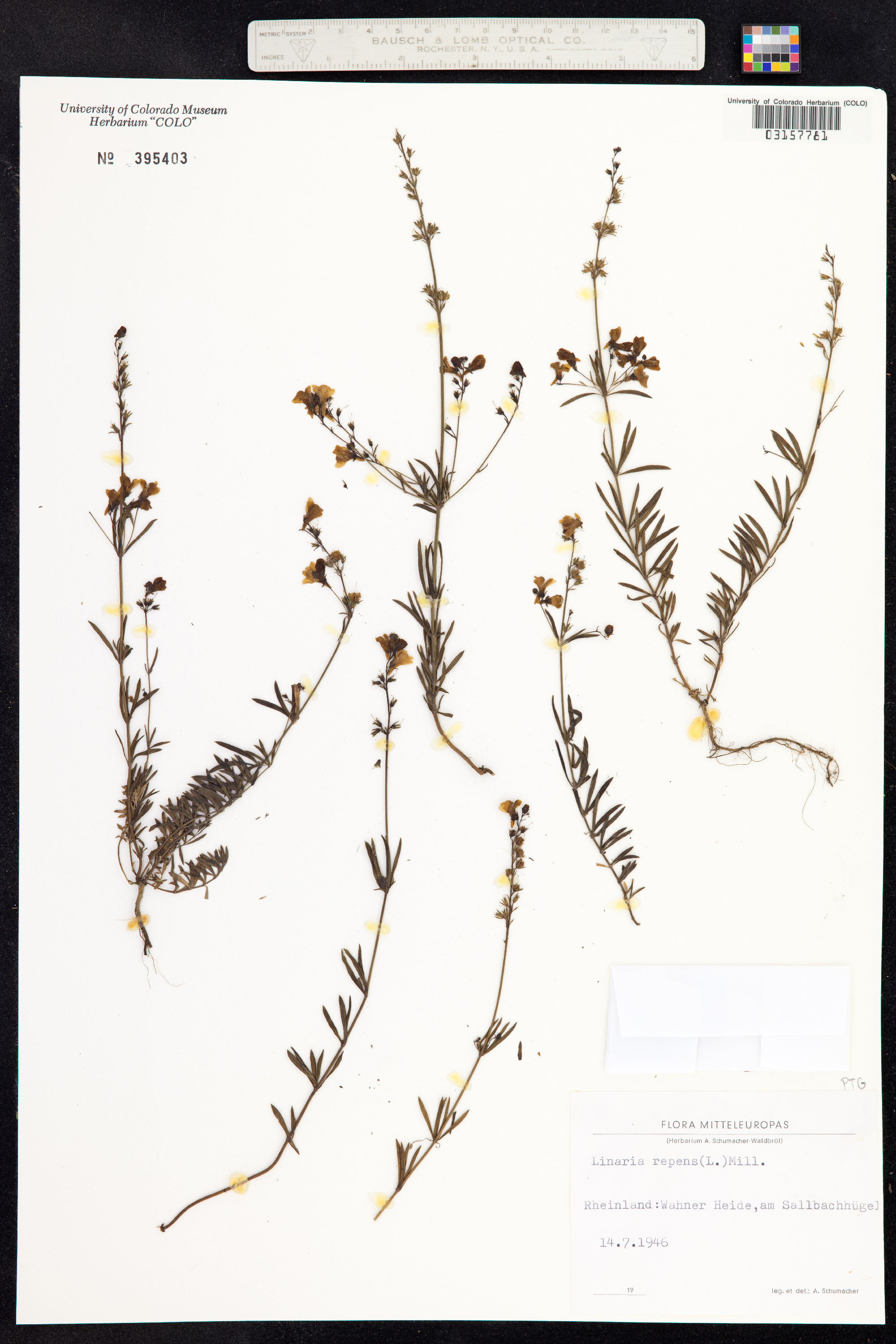 Linaria repens image