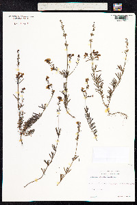 Linaria repens image