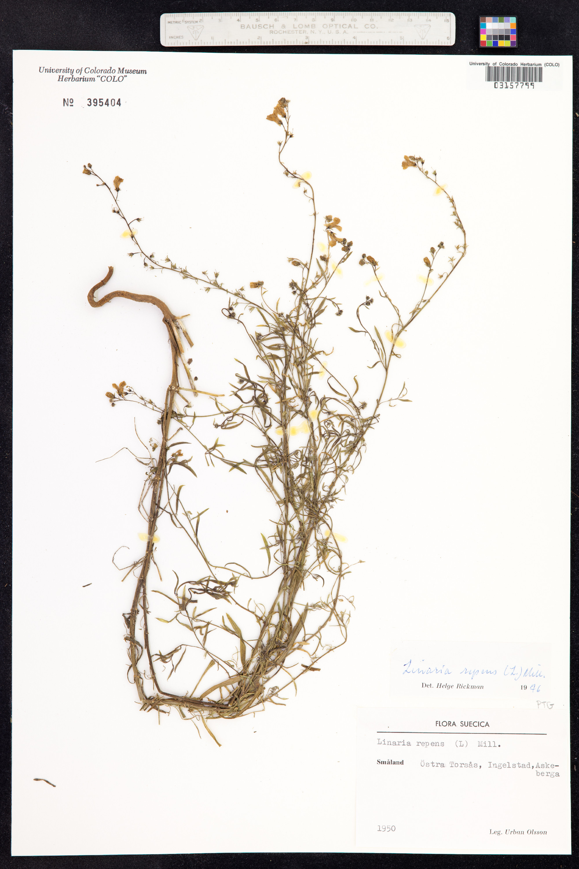 Linaria repens image