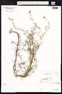 Linaria repens image
