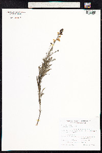 Linaria repens image