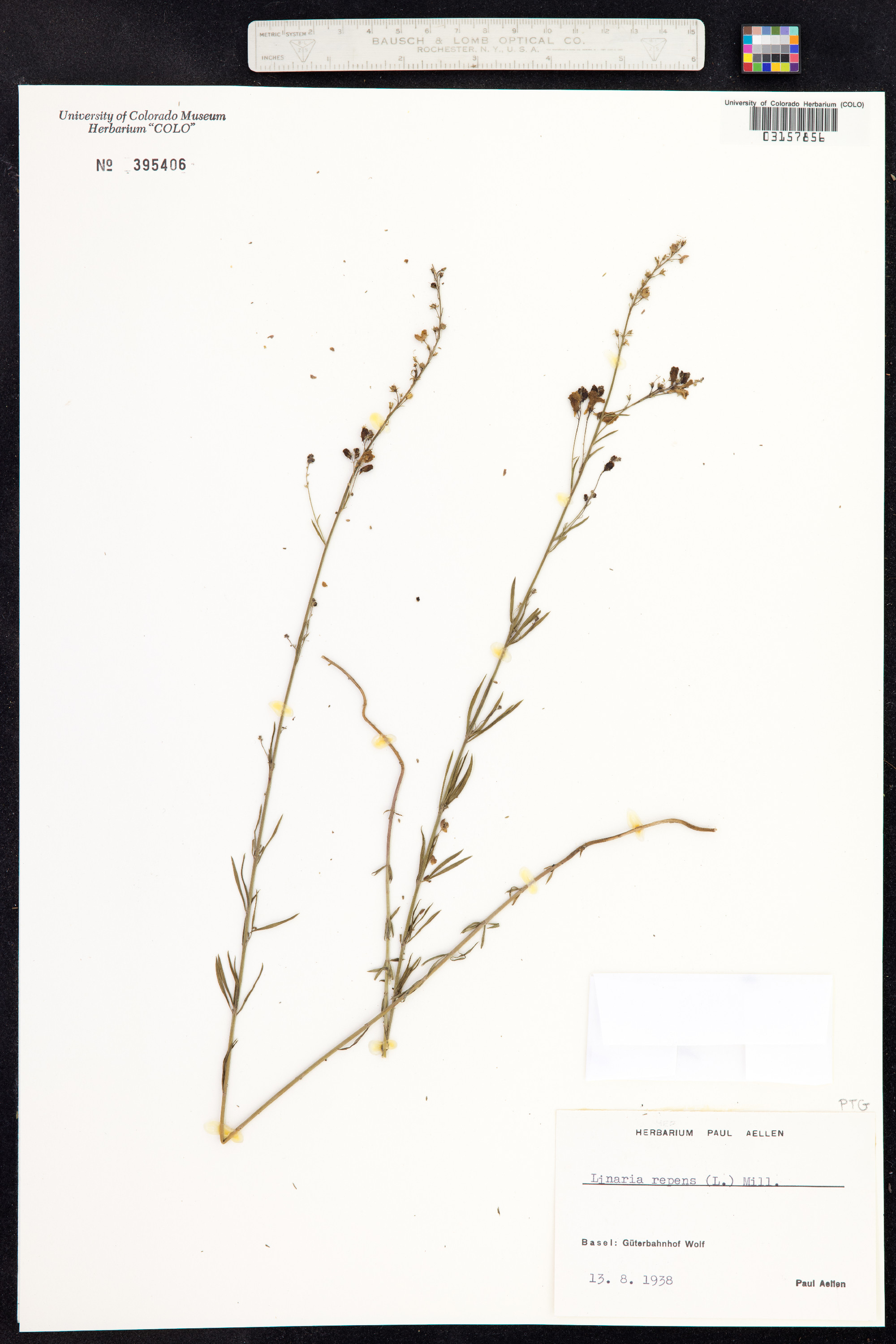 Linaria repens image