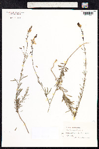 Linaria repens image