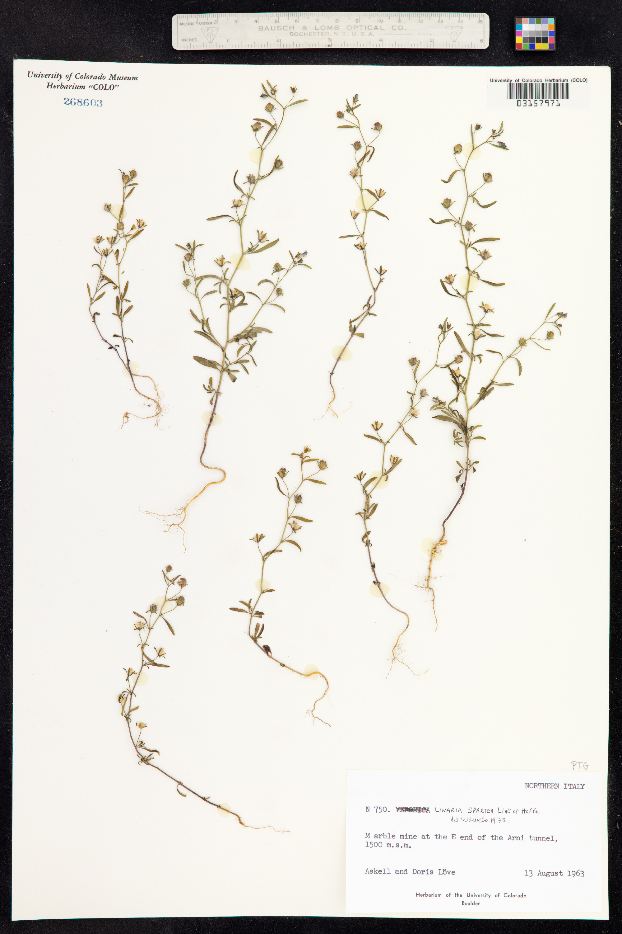 Linaria spartea image