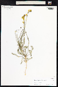 Linaria spartea image