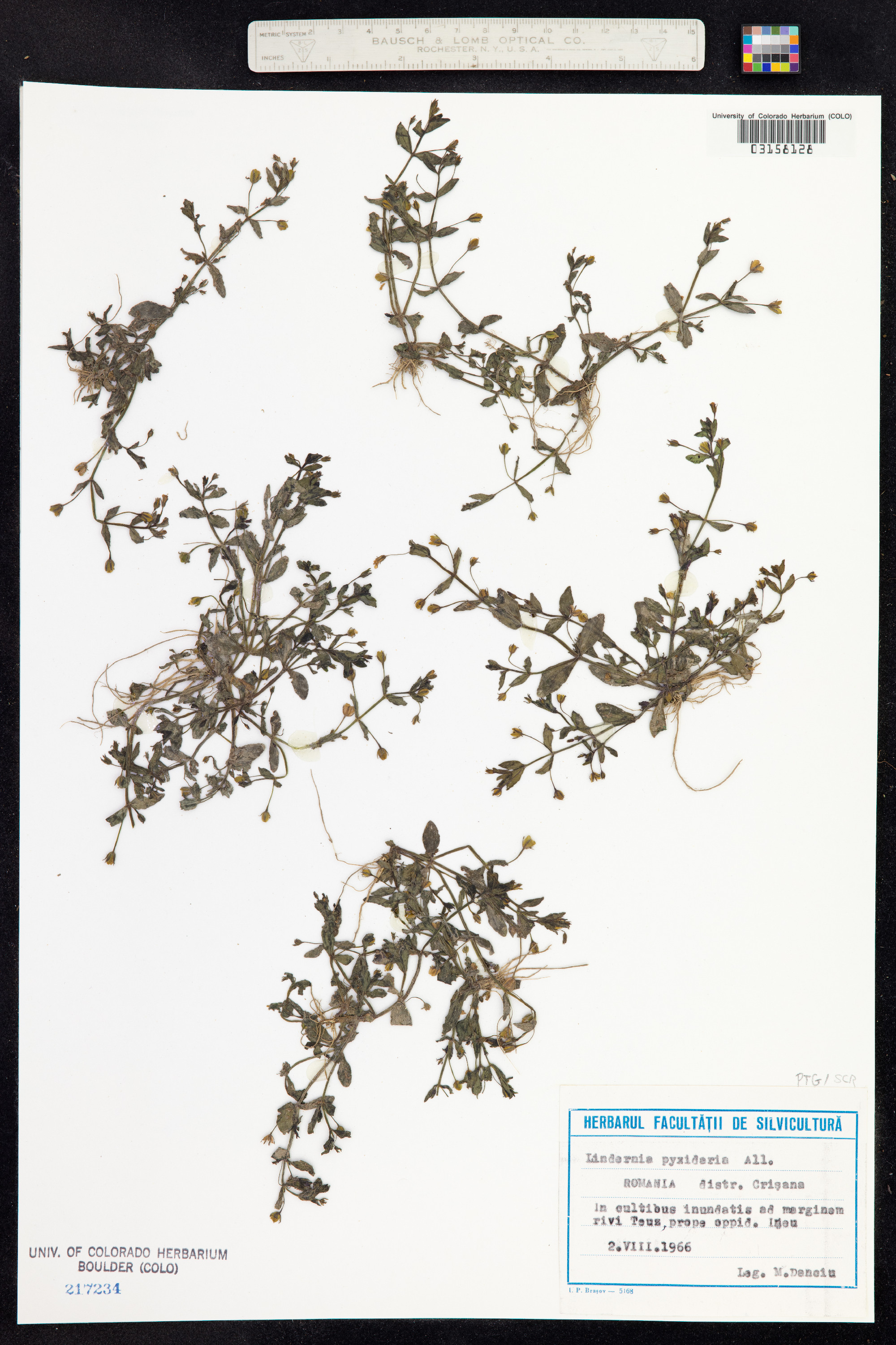 Lindernia dubia image