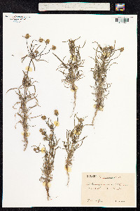 Plantago psyllium image