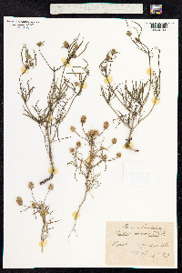 Plantago psyllium image