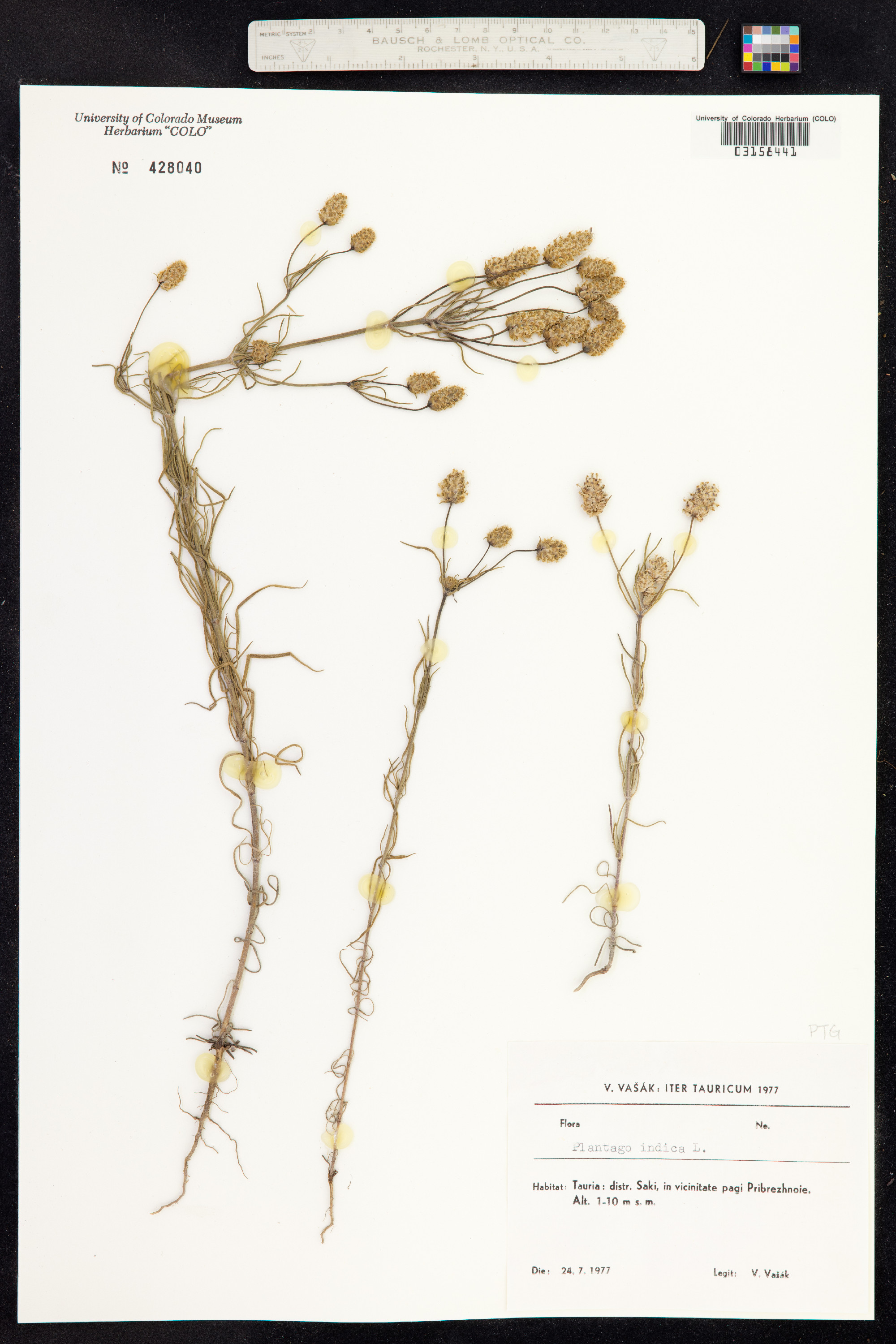 Plantago psyllium image