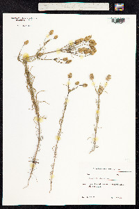 Plantago psyllium image