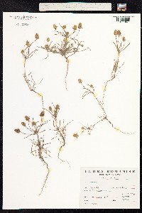 Plantago psyllium image