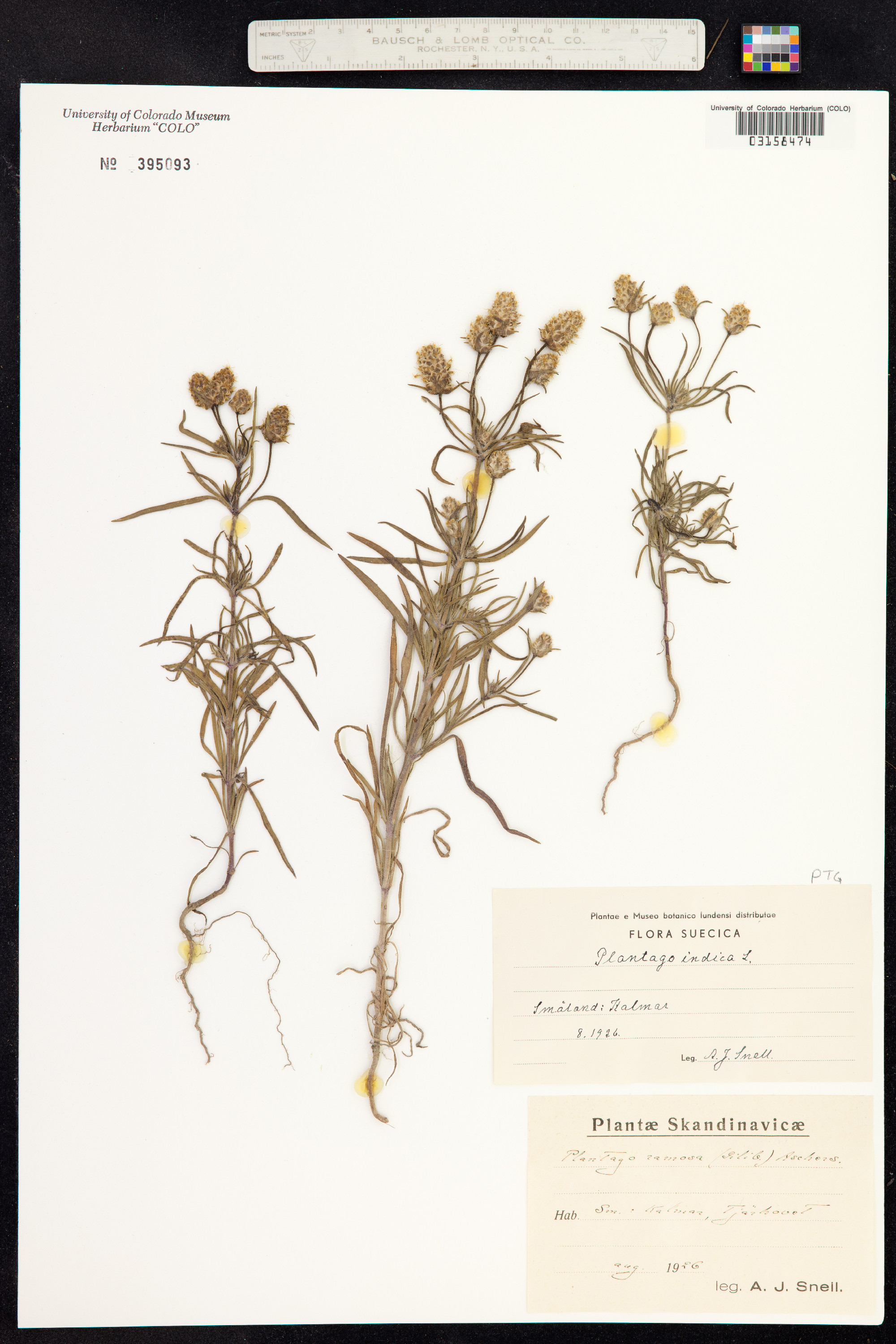 Plantago psyllium image