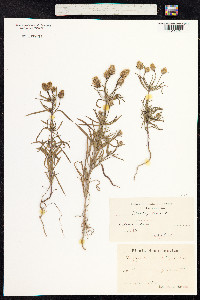 Plantago psyllium image