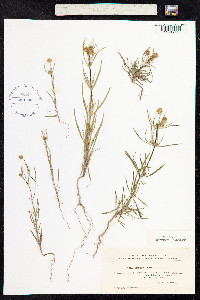 Plantago psyllium image