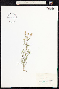 Plantago psyllium image