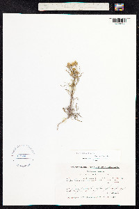 Plantago psyllium image