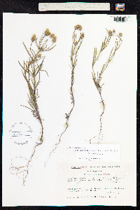Plantago psyllium image