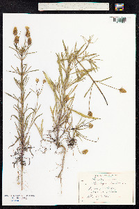 Plantago psyllium image