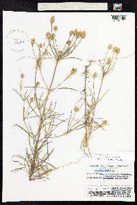 Plantago psyllium image