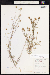 Plantago psyllium image