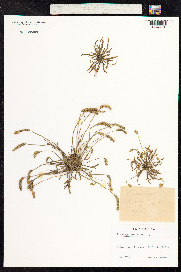 Plantago coronopus image