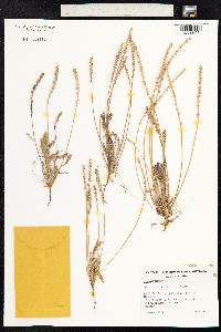 Plantago coronopus image