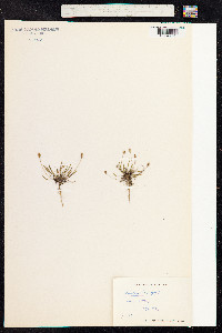 Plantago coronopus image
