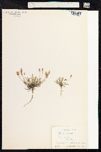 Plantago coronopus image