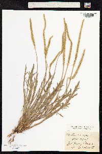 Plantago coronopus image