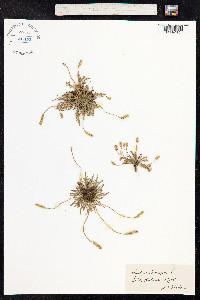 Plantago coronopus image