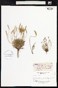Plantago coronopus image