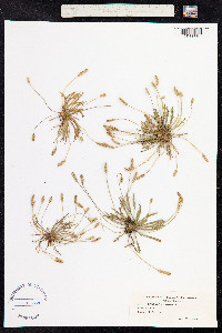 Plantago coronopus image