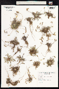 Plantago coronopus image