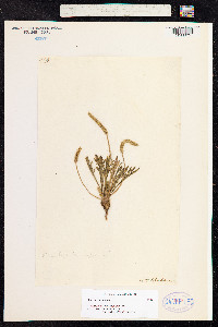 Plantago coronopus image