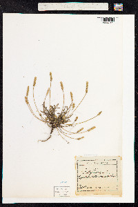 Plantago coronopus image