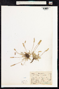 Plantago coronopus image