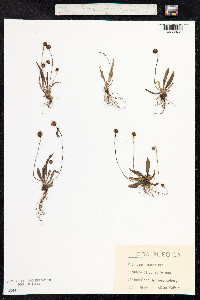Plantago lanceolata image