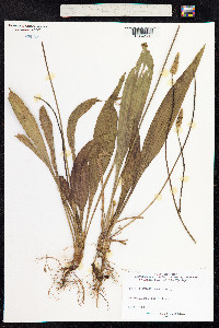 Plantago lanceolata image