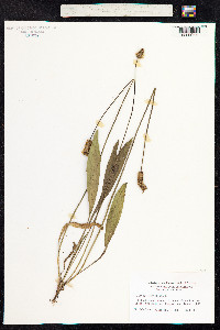 Plantago lanceolata image