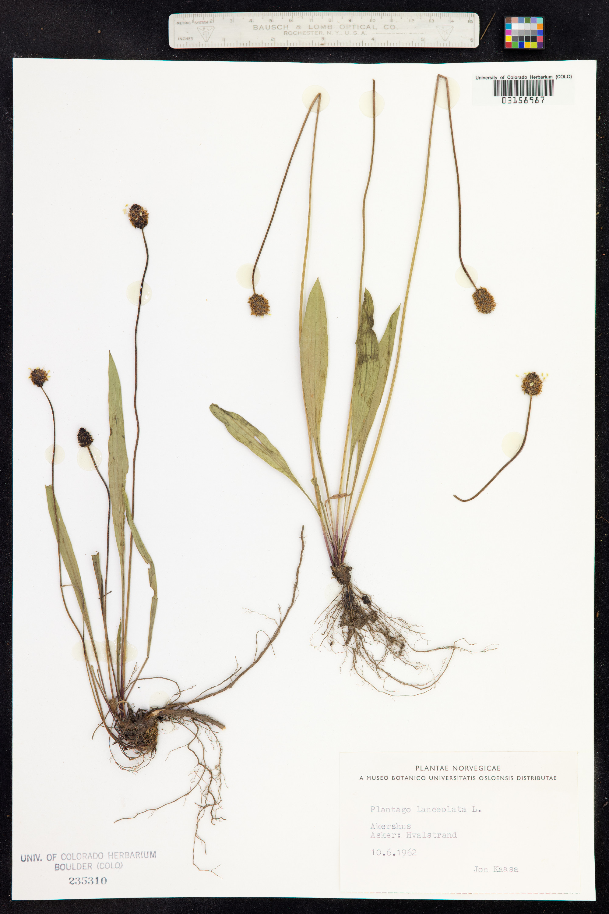 Plantago lanceolata image