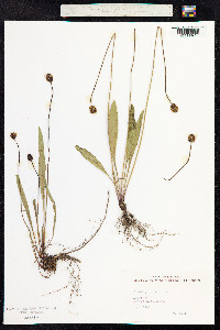 Plantago lanceolata image